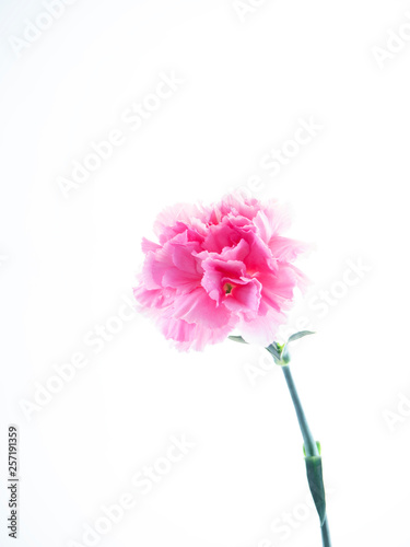 Single Pink carnations flower on white
