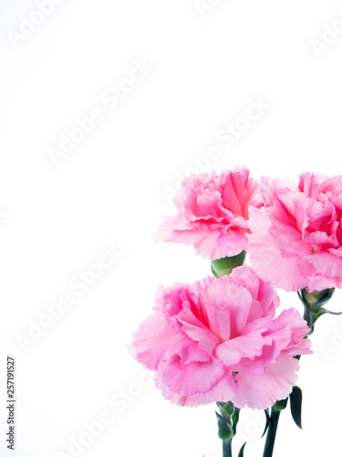 Pink carnations flower for Mother's day