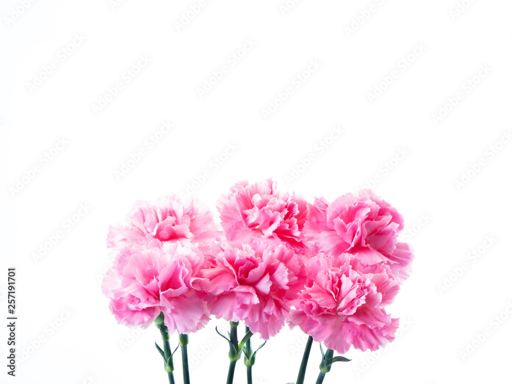 Pink carnations flower for Mother's day