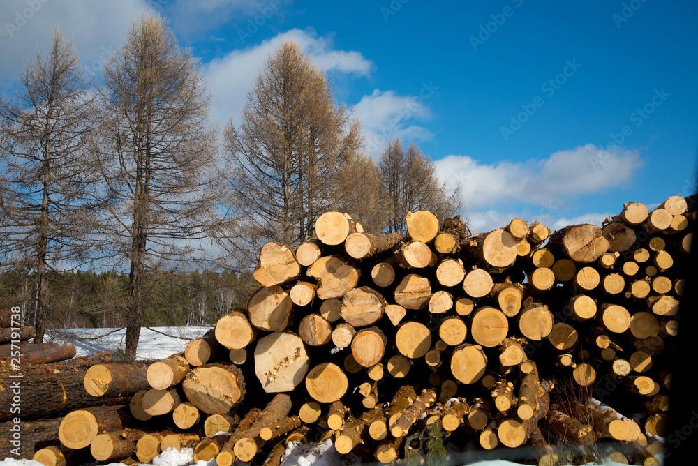 Stacked wood logs , sawn logs.