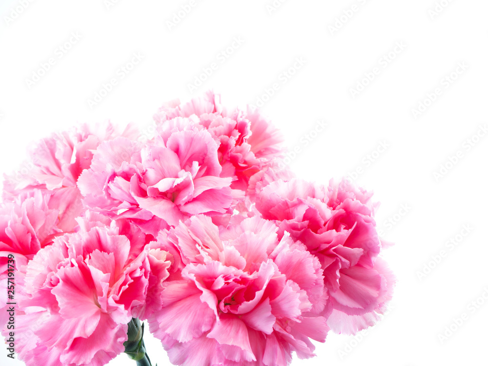 Pink carnations flower for Mother's day