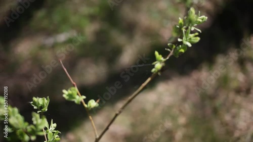 flowering tree branch