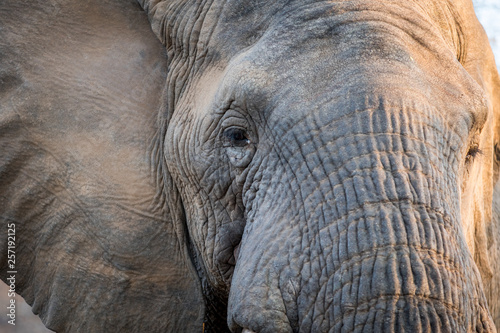 Close up of an Elephant head in the Kruger.
