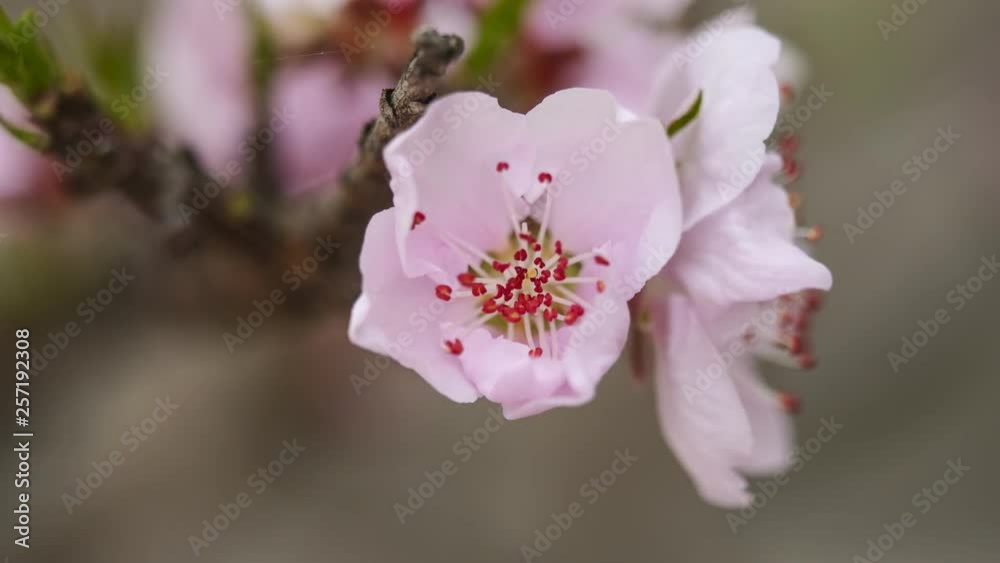 Time lapse opening of a pink peach flower, from bud to full open, close up view, 4K version. Time lapse opening of a pink peach flower, from bud to full open, close up view, 4K version.