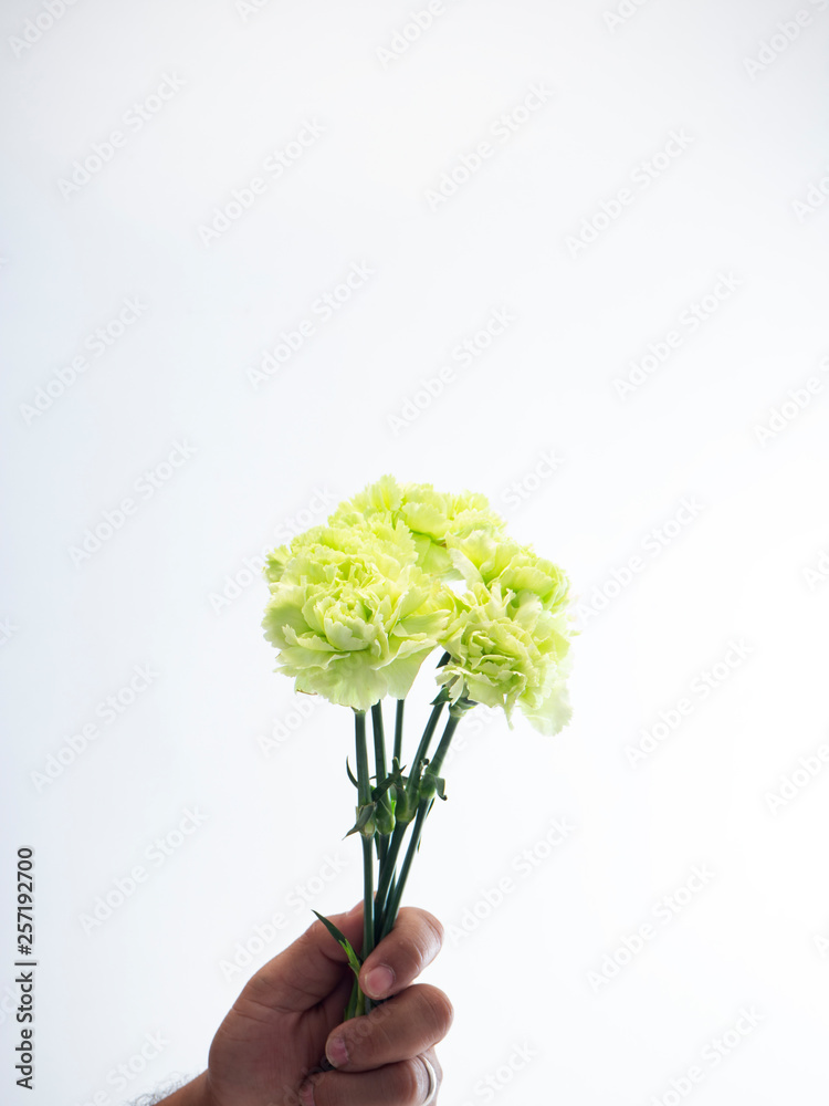 Woman hand hold green carnation on white