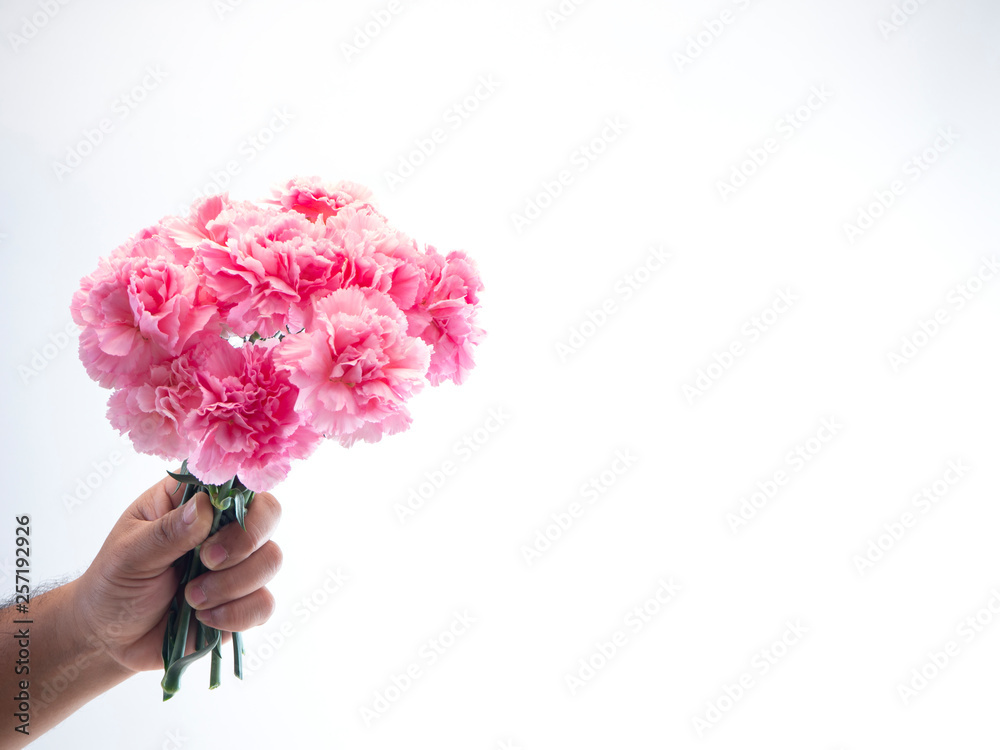 Man hand hold pink carnation on white background Man hand hold pink carnation on white background