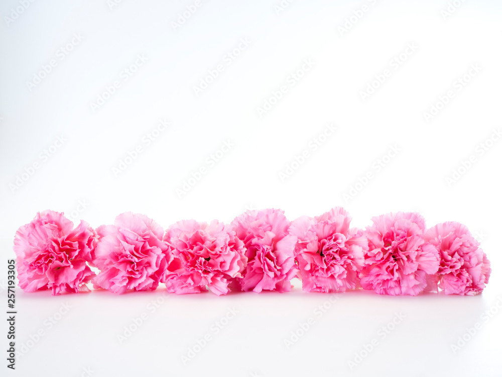 Fototapeta premium Pink carnations flower for Mother's day