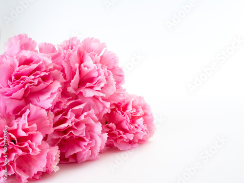 Pink carnations flower for Mother's day © jittima