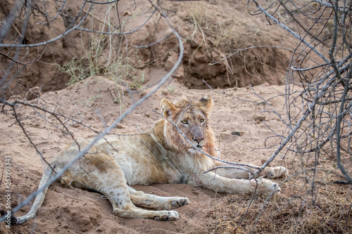 Young male Lion laying in the sand.