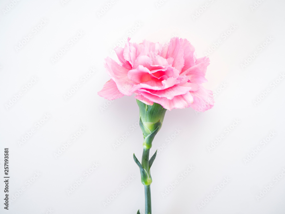 Single Pink carnations flower on white