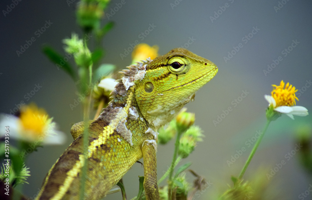 Green-venced Lizard in the wild with natural background Green-venced Lizard in the wild with natural background