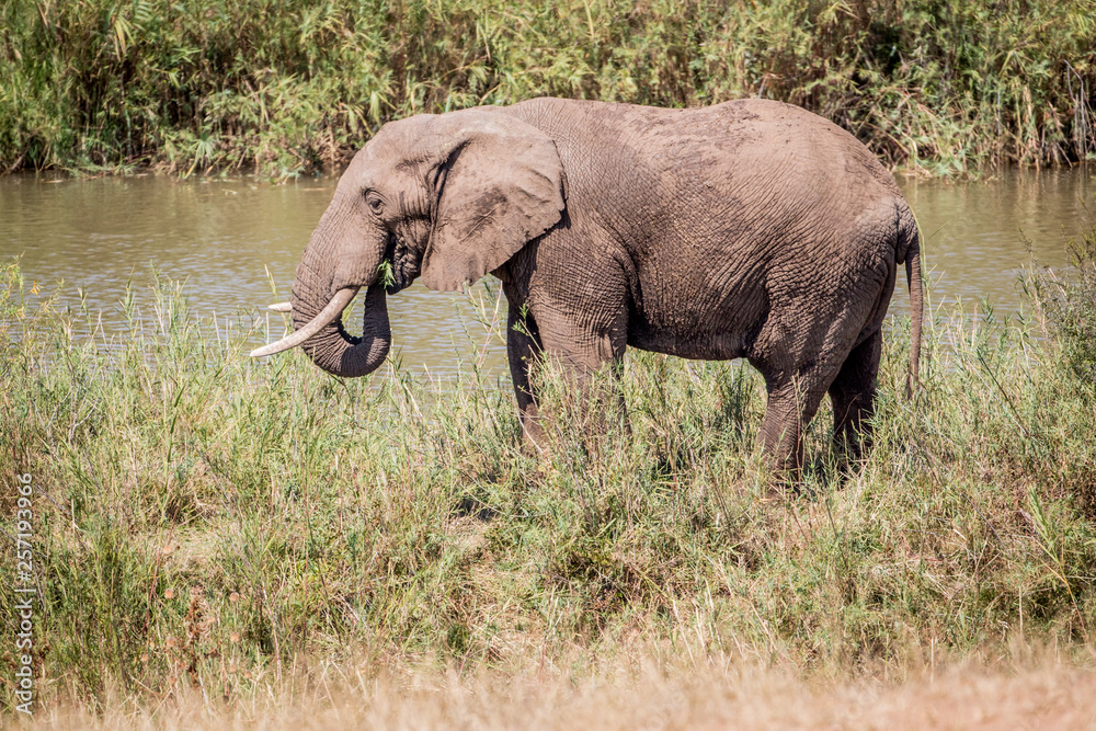 Elephant eating grass next to a river.