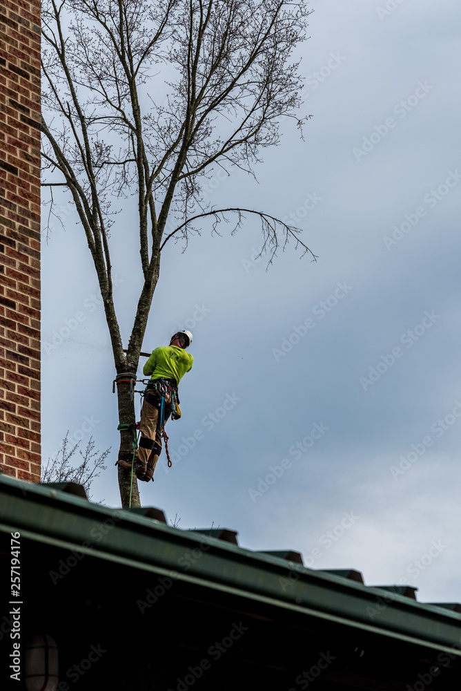 Fototapeta premium Man in tree with chainsaw