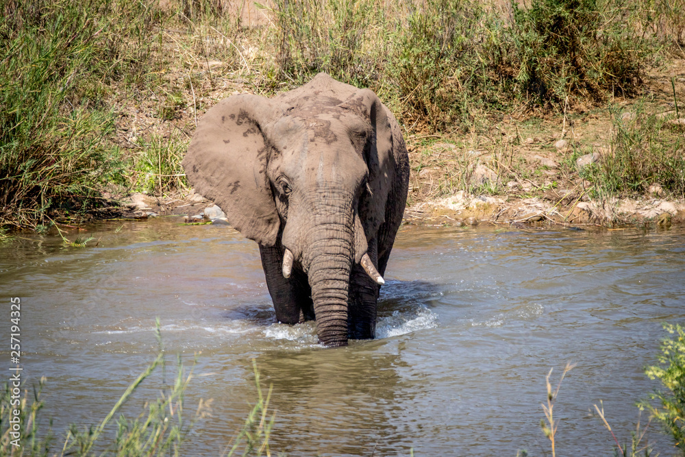 Elephant bull crossing a river.