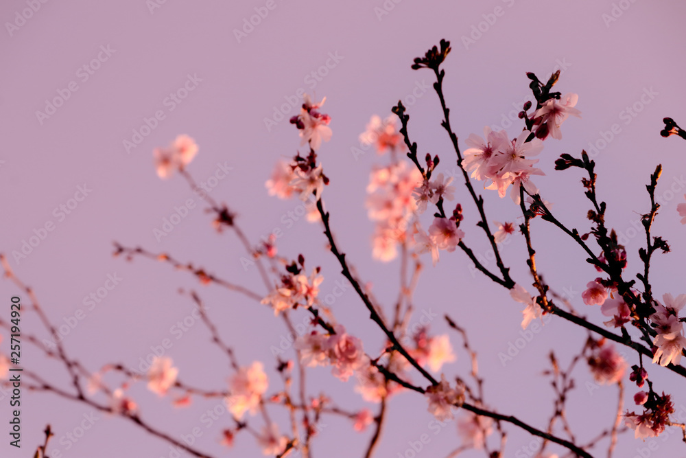 branch of cherry tree with pink flowers branch of cherry tree with pink flowers