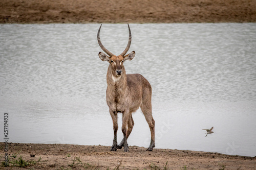 Big male Waterbuck standing by the water.