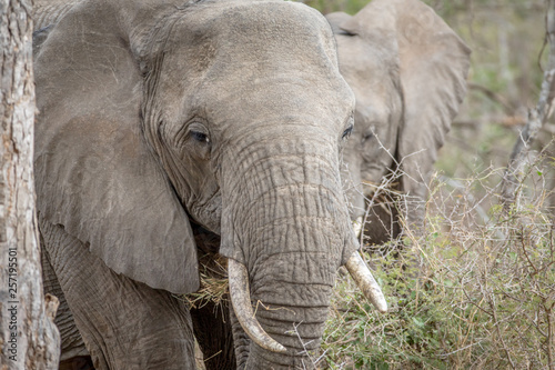 Close up of an African elephant.