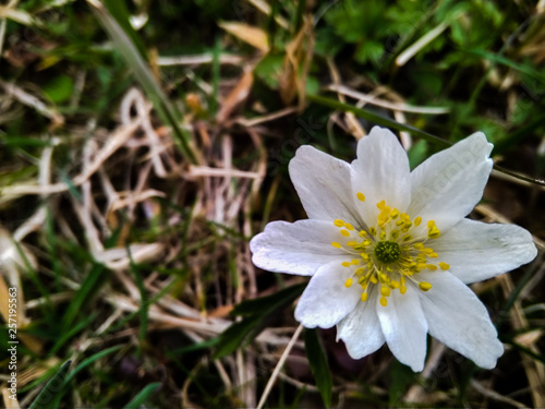 beautiful white spring wild anemone flower in the forest close up