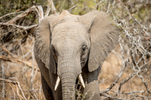 African Elephant starring at the camera.