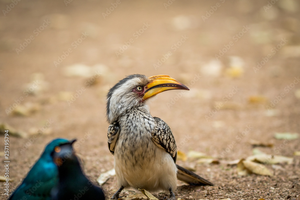 Yellow-billed hornbill and Cape starlings. Yellow-billed hornbill and Cape starlings.