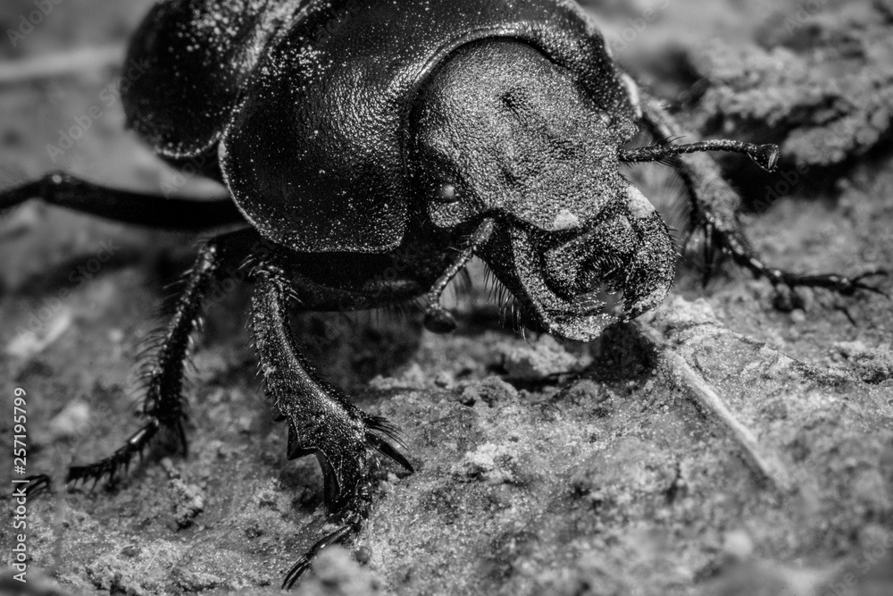 Φωτογραφία Kravchik-Golovach or kravchik, (Lethrus apterus) is beetle of the family Dung-shrews (Geotrupidae)