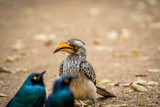 Yellow-billed hornbill and Cape starlings.