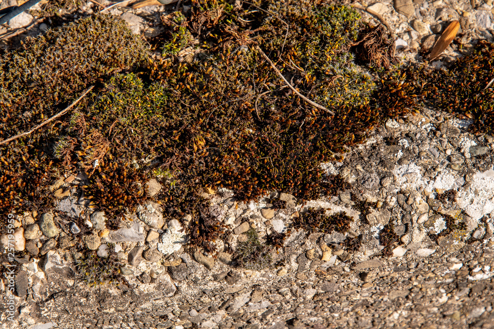 Background moss on coarse concrete stone floor