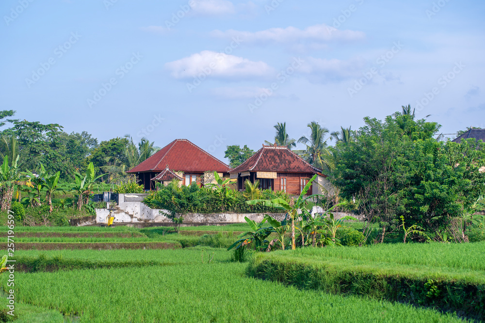 Landscape with rice fields, house and palm tree at sunny day in island Bali, Indonesia. Nature and travel concept