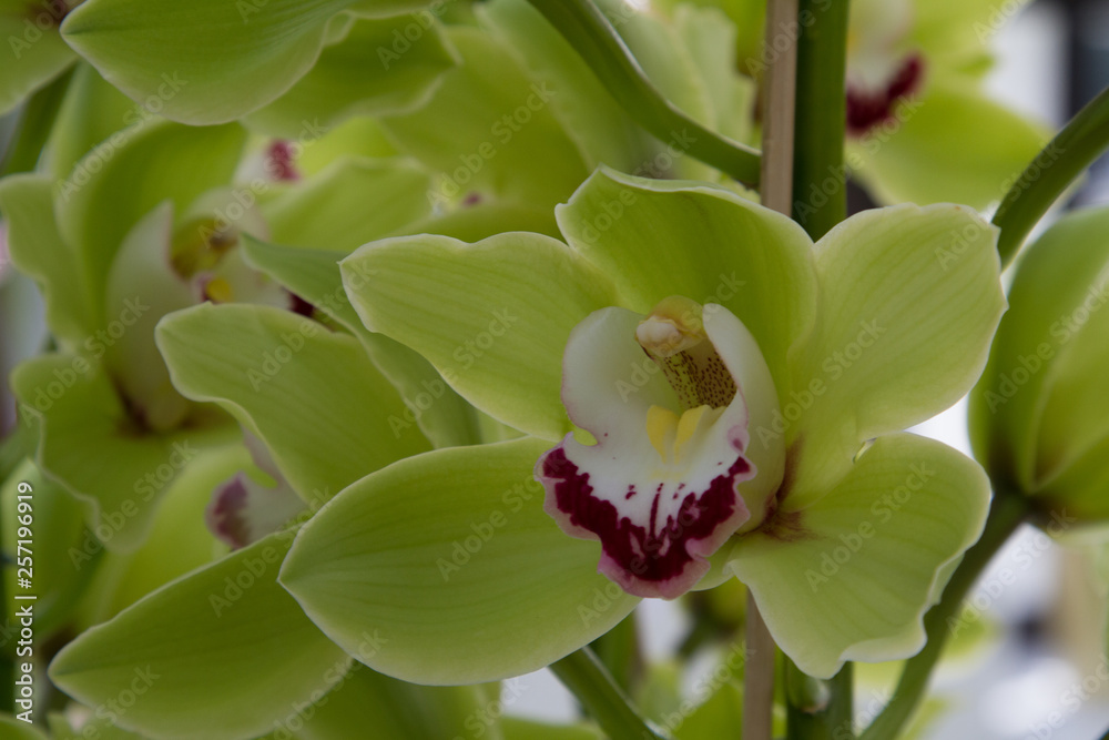Fototapeta premium close-up of a blossom of an orchid