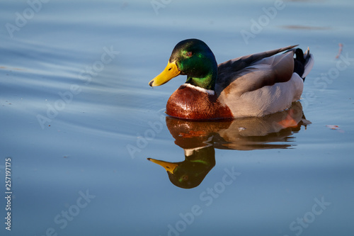 Mallard Ducks (Anas platyrhynchos) relaxing in blue pond, Stromovka Park, Prague