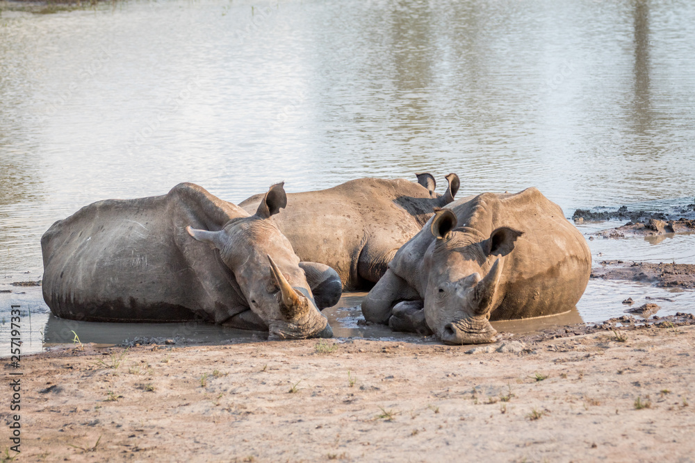 Group of White rhinos laying in the water. Group of White rhinos laying in the water.