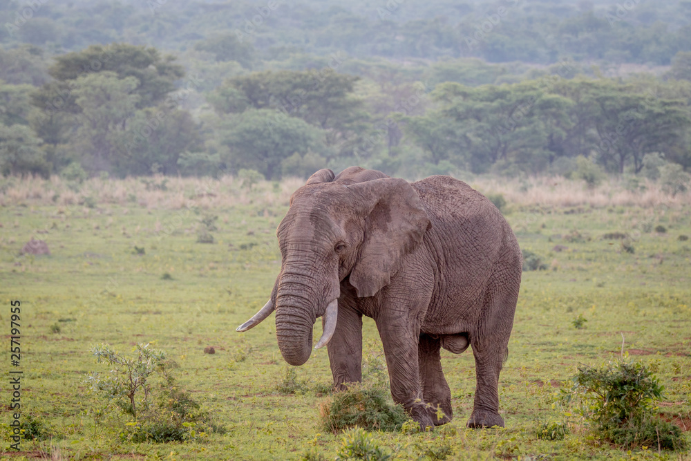 Big male Elephant walking in the grass.