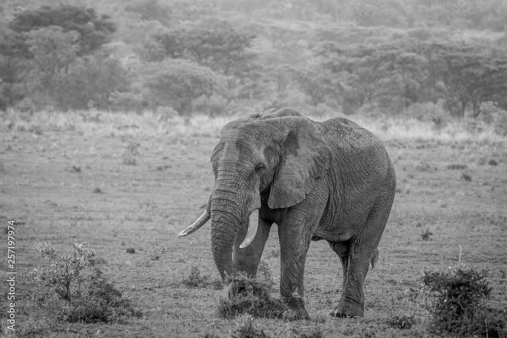 Big male Elephant walking in the grass.