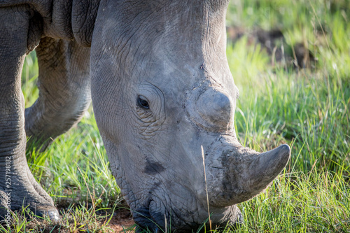 Close up of a White rhino grazing.