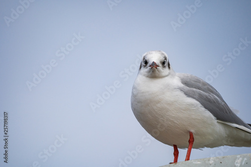 seagull looking