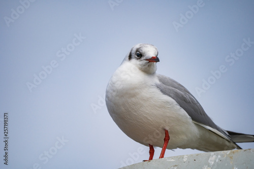 seagull looking