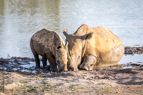 Mother White rhino and baby calf by the water.