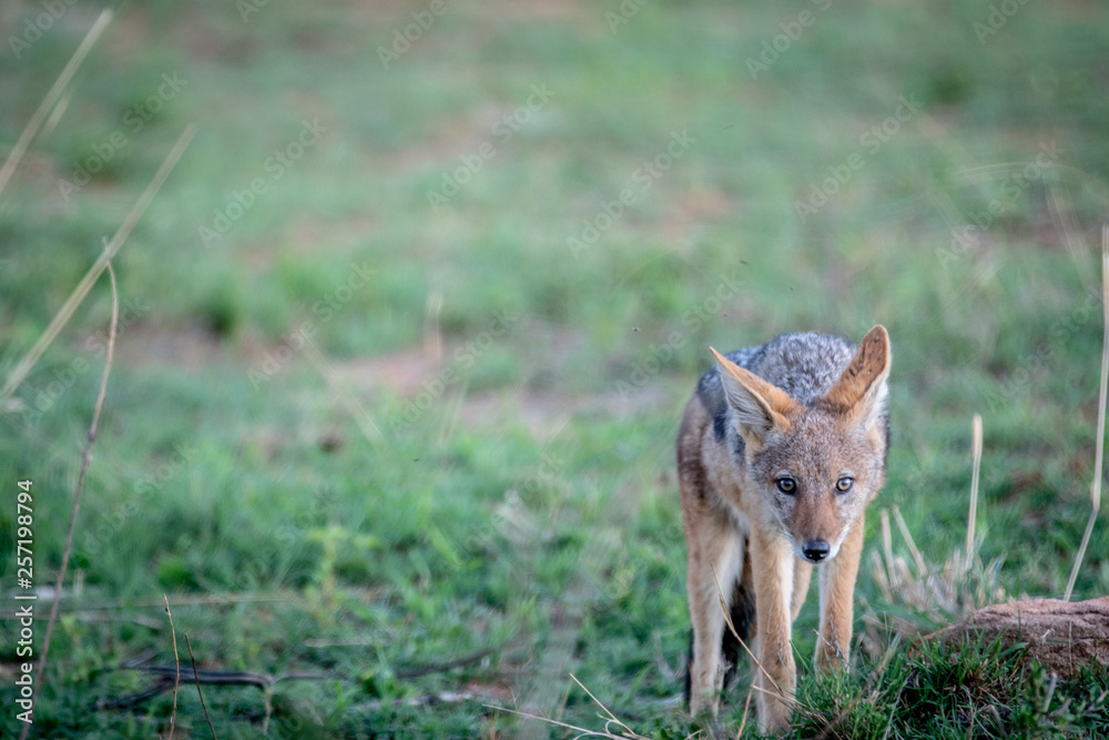 Black-backed jackal standing in the grass. Black-backed jackal standing in the grass.