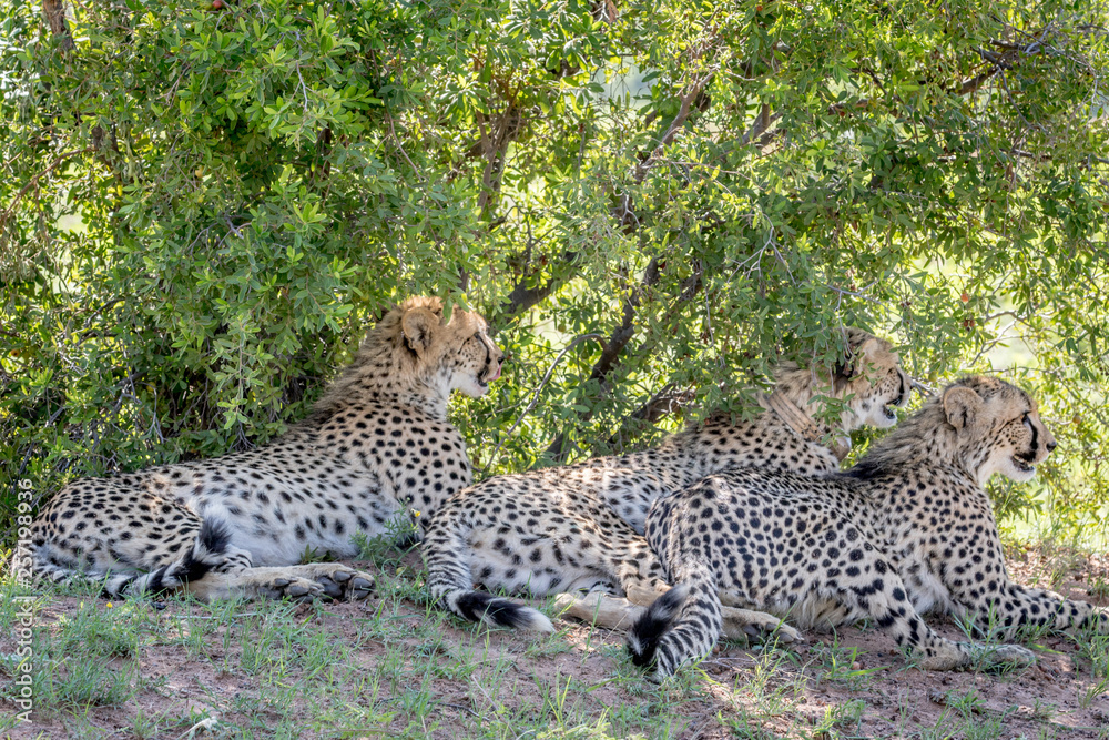 Cheetahs laying in the grass under a bush. Cheetahs laying in the grass under a bush.