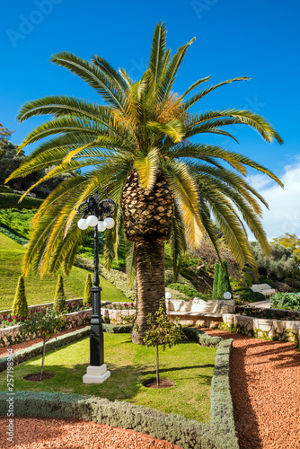 Palm in the Bahai Gardens at Mount Carmel in Haifa, Israel, Middle East