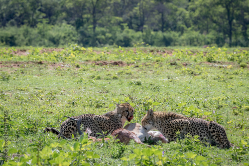 Cheetahs feeding on a male Impala kill.