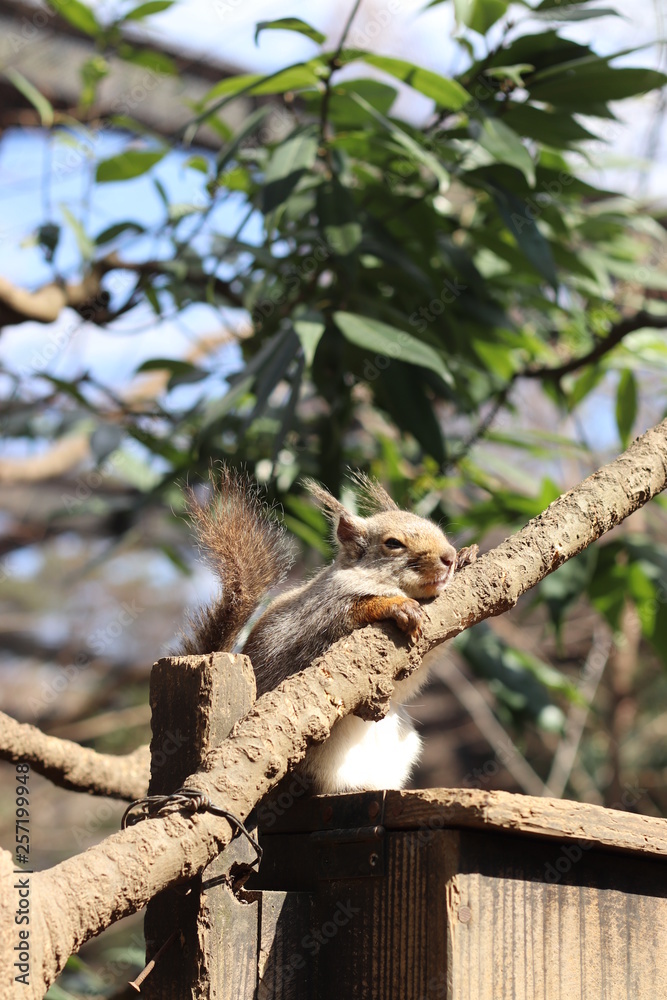 餌を食べるリス