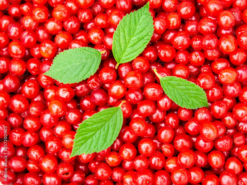Red Nanking cherry fruits with drops of water on them and four green leaves from the shrub