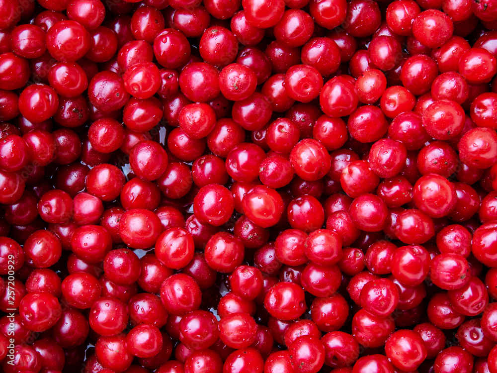 Gathered an washed Nanking cherries (Prunus tomentosa, which is a type of a plum from Asia) top view Gathered an washed Nanking cherries (Prunus tomentosa, which is a type of a plum from Asia) top view