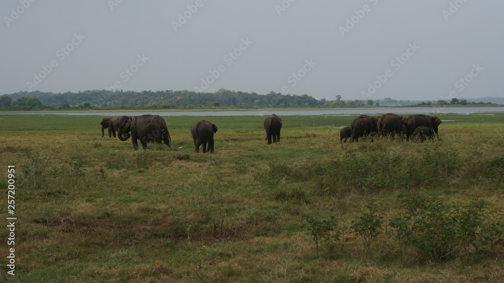 Elephants of Sri Lanka watched during a safari