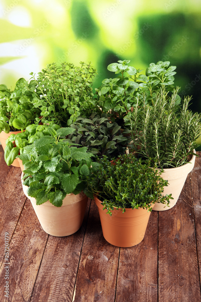 Homegrown and aromatic herbs in old clay pots on rustic background