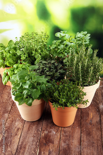 Homegrown and aromatic herbs in old clay pots on rustic background