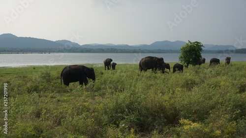 Elephants of Sri Lanka watched during a safari