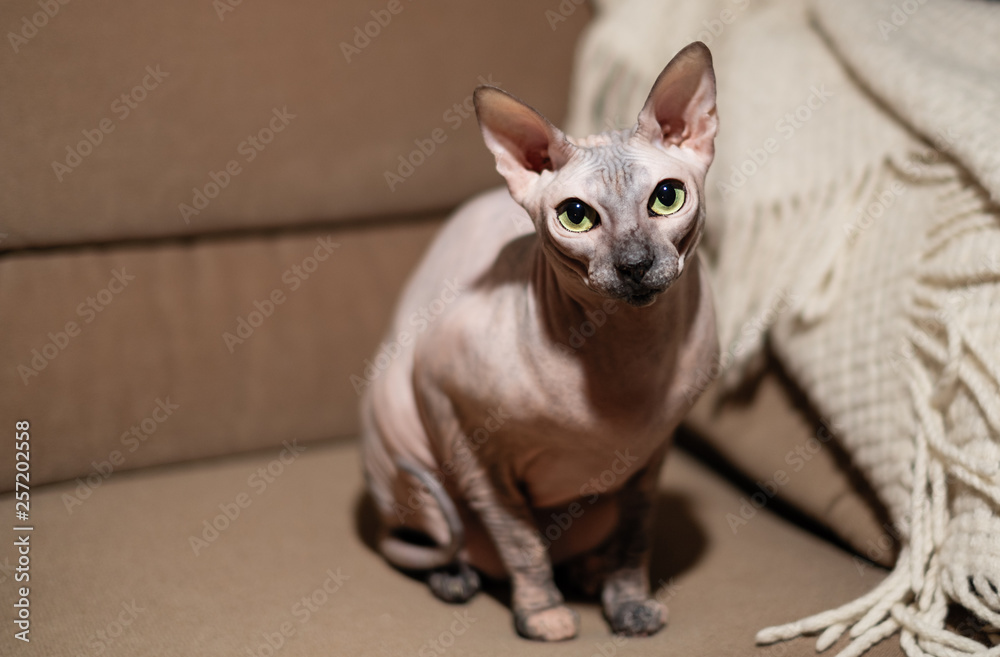 Exotic hairless sphinx cat sitting on the couch
