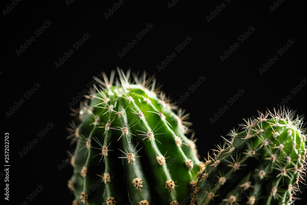 decorative cactus in a pot on a black background with a space for the text decorative cactus in a pot on a black background with a space for the text